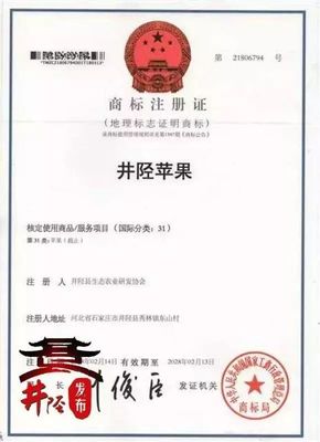 水果愛好者的福音 國家地理標志產品“井陘蘋果”上市，代理代辦全面啟動